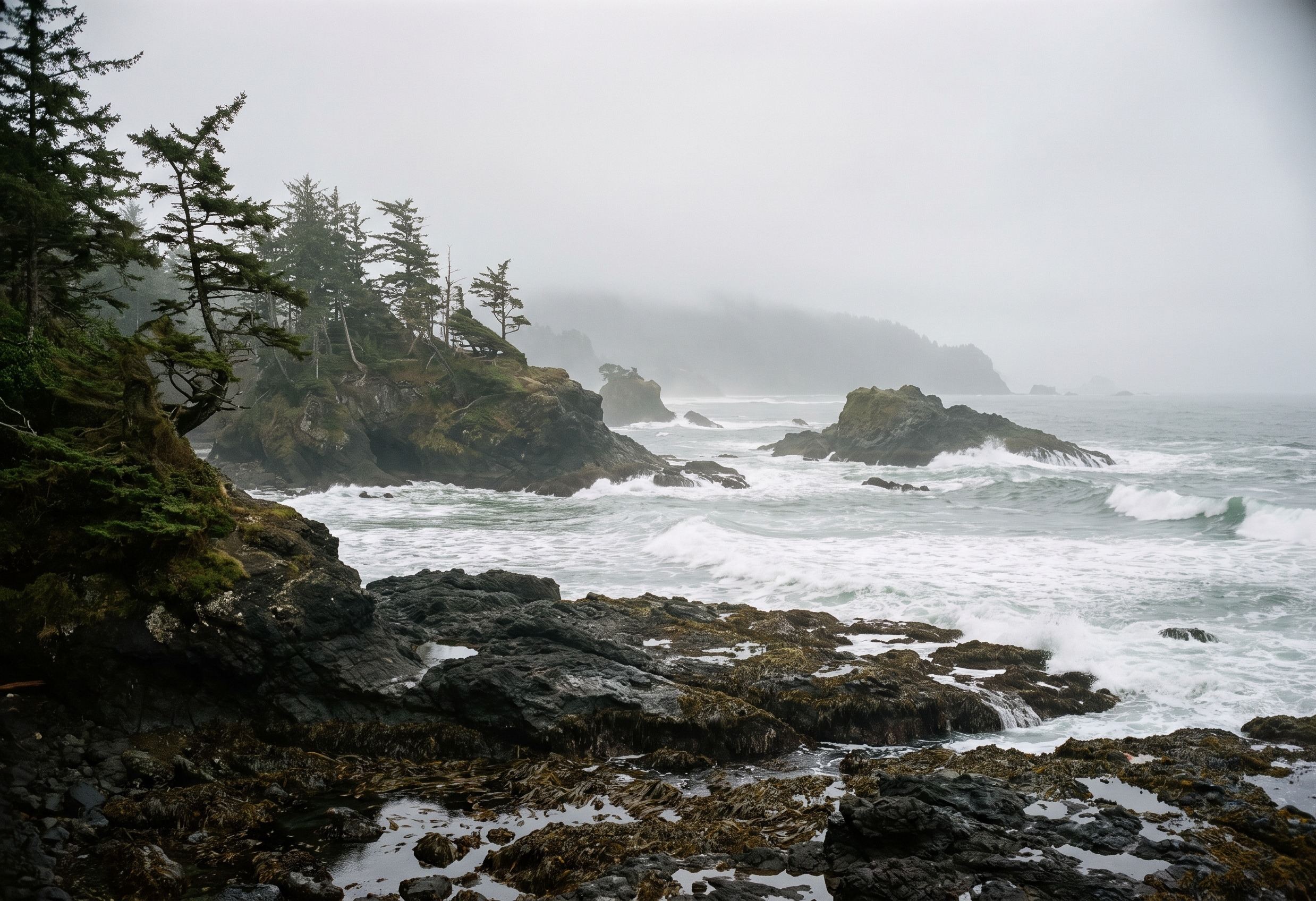 A grey Pacific coastline: dark wave-cut rock in the foreground, wind-bent conifers on a headland, and white surf breaking around rocky islets in the mist